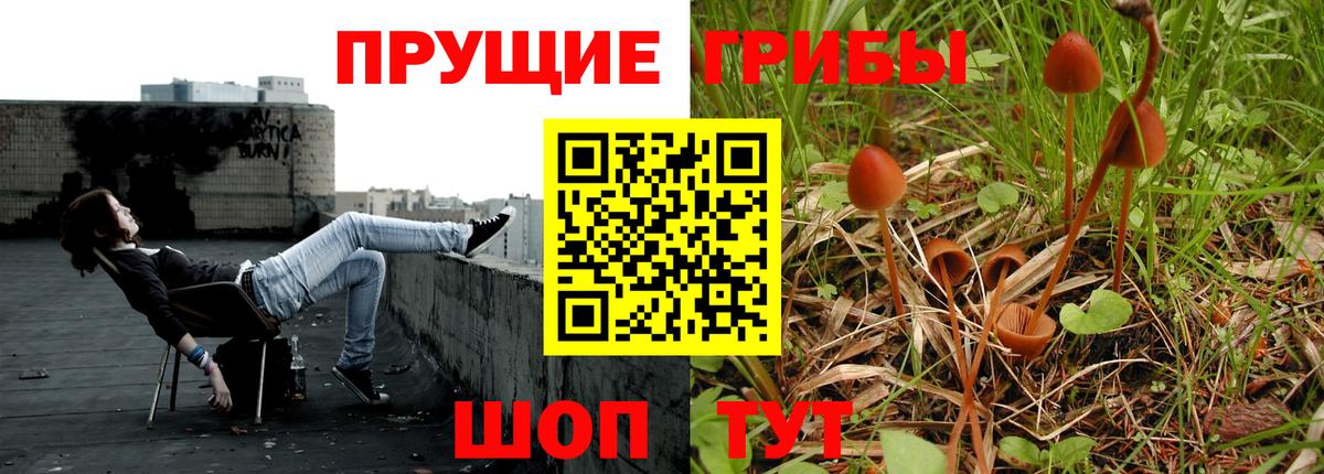 Псилоцибиновые грибы мицелий  Псилоцибиновые грибы GOLDEN TEACHER  Кудрово  Вход с VPN 